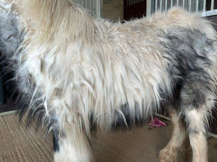 A neglected pony with a thick, overgrown and matted coat standing inside a stable.
