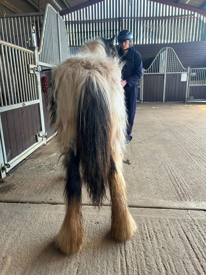 Rear view of a neglected pony standing inside a stable next to a rescuer