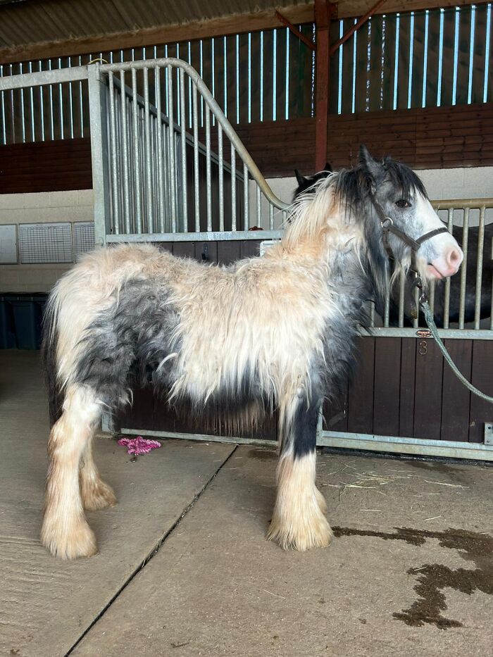 Side profile of a fluffy neglected pony with a lead rope in a stable corridor