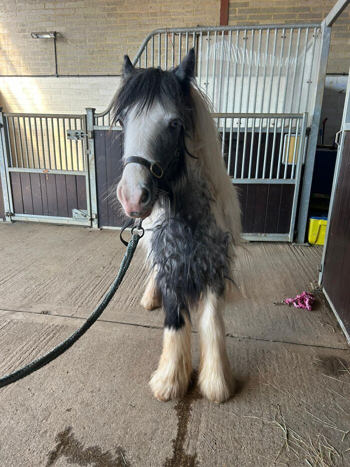 Frontal view of a rescued neglected pony with a matted coat inside a stable