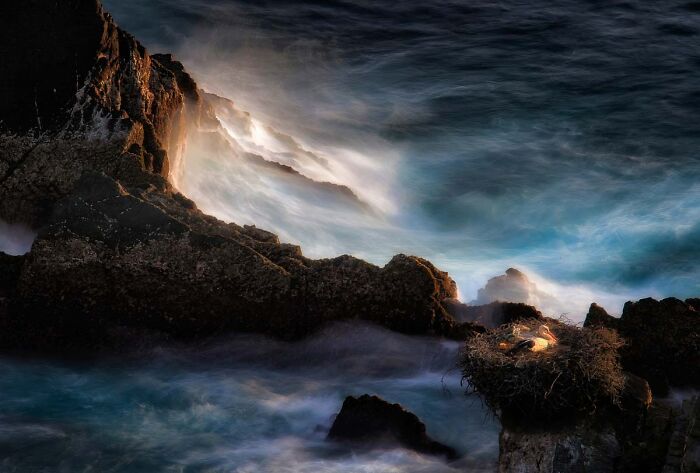 Wildlife photo of a bird sitting in a nest on rocky ocean cliffs
