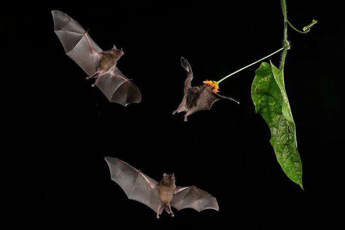 Bats flying around a plant at night, captured for the Ournature Environmental Photo Awards 2026.