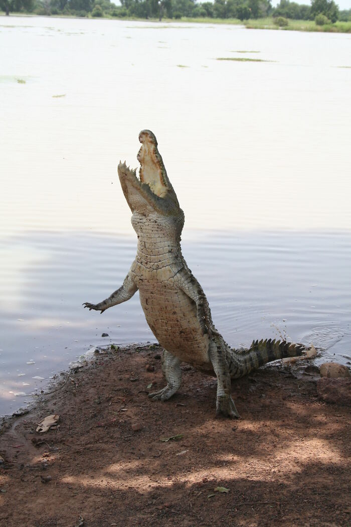 Villagers Tell A Legend Of Crocodiles That Came With The Rain And Saved Their Ancestors Villagers Tell A Legend Of Crocodiles That Came With The Rain And Saved Their Ancestors