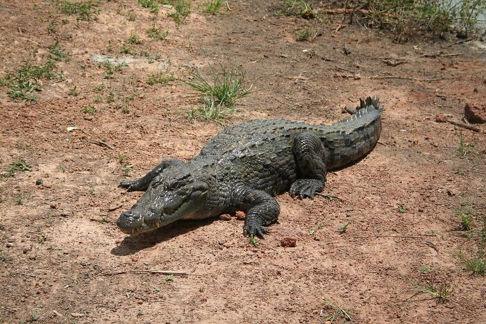 Villagers Tell A Legend Of Crocodiles That Came With The Rain And Saved Their Ancestors Villagers Tell A Legend Of Crocodiles That Came With The Rain And Saved Their Ancestors