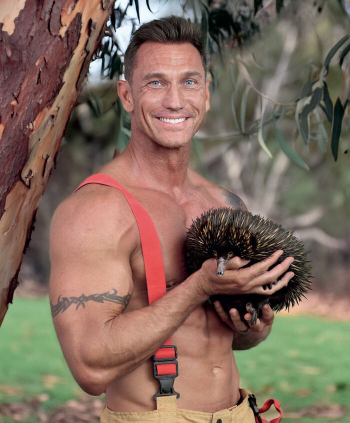 Muscular Australian firefighter holding an echidna near eucalyptus trees