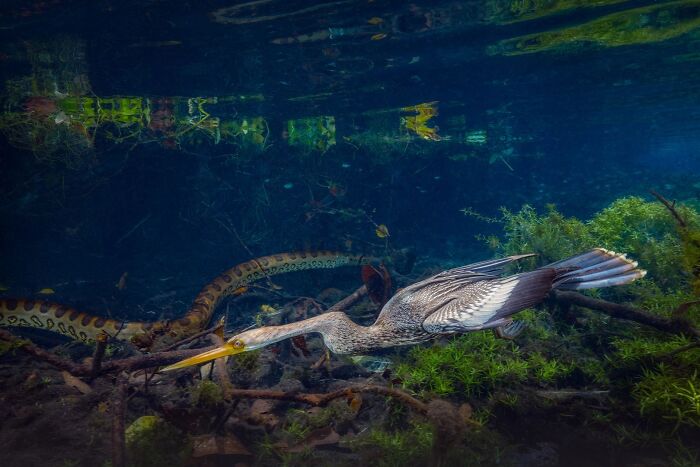Underground water scene with anhinga swimming near a snake, featured in Ournature Environmental Photo Awards.