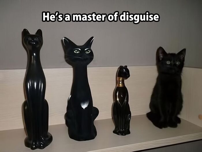 Black cat sitting among black cat figurines with disguise meme