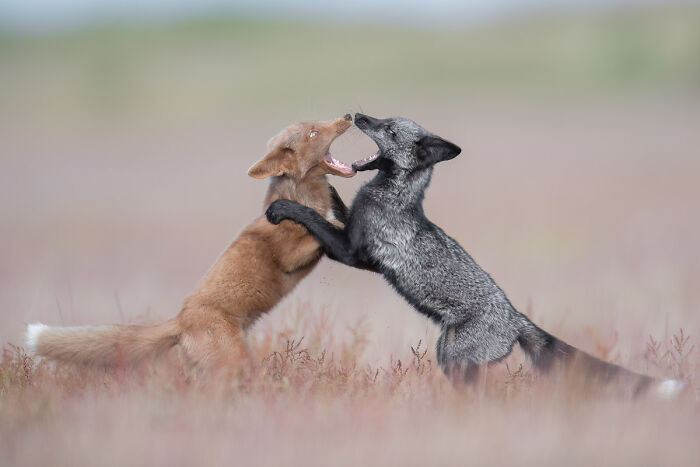 Wildlife photo showing a red fox and a silver fox playing or fighting in an open field