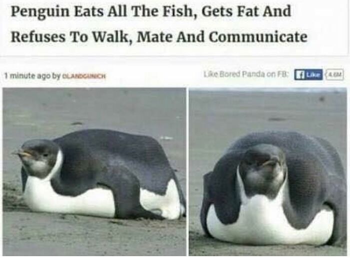 An overweight penguin lying flat on the sand, featured in funny and unhinged news headlines.