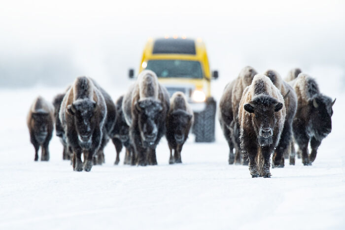 A herd of bison walking down a snow-covered road in front of a yellow vehicle in a wildlife photo