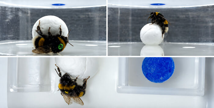 Bumblebees Just Solved A Puzzle That Scientists Once Used To Test Chimpanzees