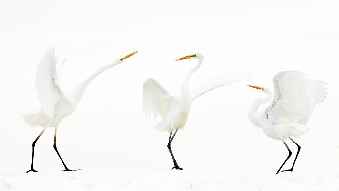 Three white egret birds dancing in snow for Npoty competition.