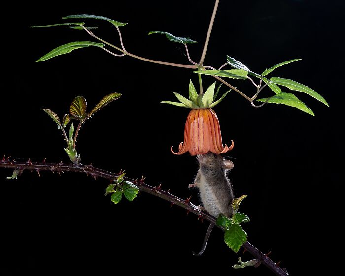 A small field mouse reaching up to an orange flower in NPOTY competition.