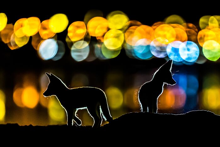 NPOTY wildlife photography showing silhouettes of two jackals against colorful night city lights.