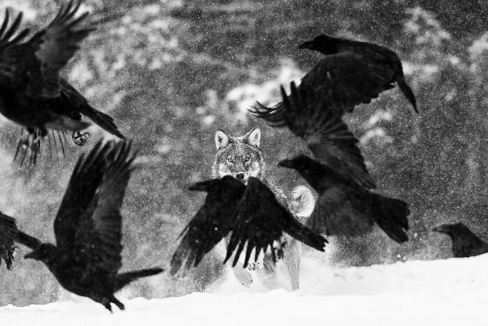 NPOTY nature photo depicting a wolf running through snow surrounded by ravens.