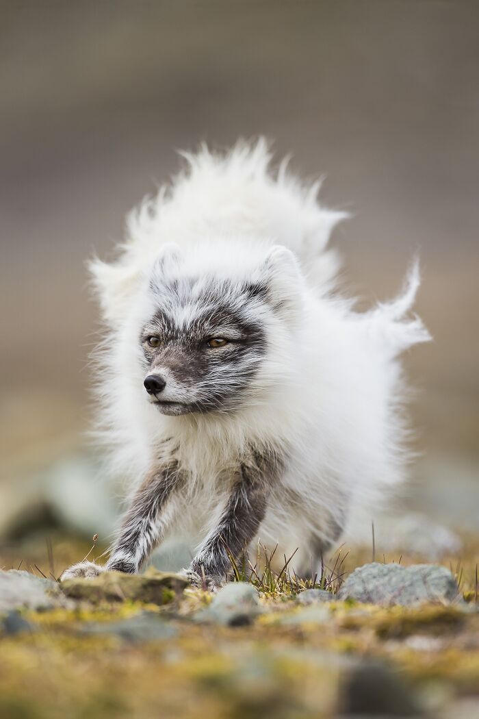 Fluffy arctic fox with windblown fur standing outside for Npoty.
