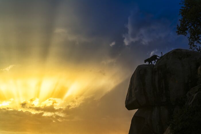 NPOTY award-winning silhouette of a panther on a high rock formation against a golden sunset.
