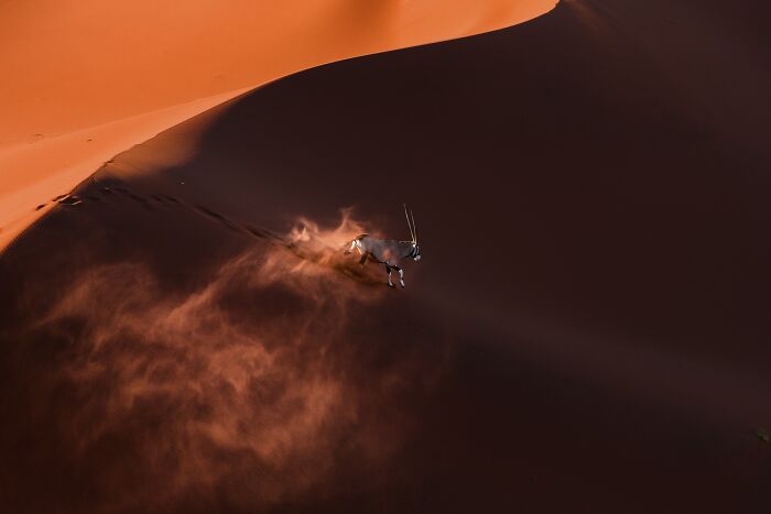 An oryx running across red sand dunes throwing up dust for Npoty.