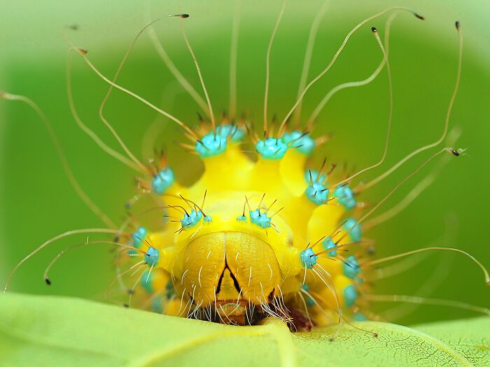 A detailed view of a yellow caterpillar in an NPOTY nature photography feature.