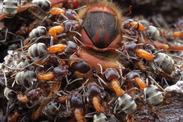 Close-up macro photo for Npoty showing a swarm of red and black ants attacking a larger insect.