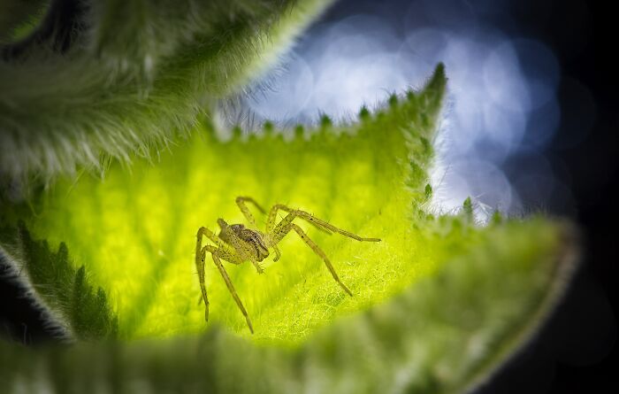NPOTY close-up photo of a small spider resting inside a vibrant green fuzzy plant leaf.