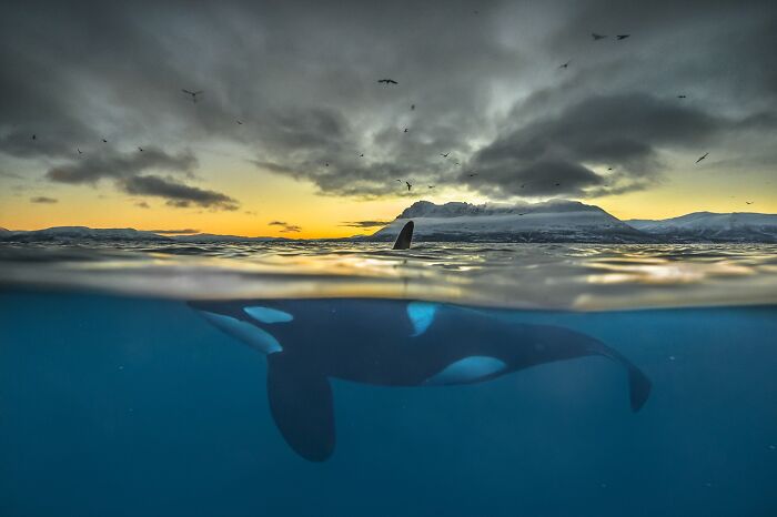 NPOTY split-level photo of an orca swimming underwater beneath a colorful sunset and snowy mountains.