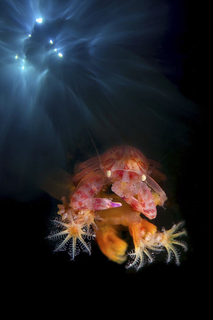 NPOTY underwater shot of a colorful porcelain crab resting on a soft coral reef.