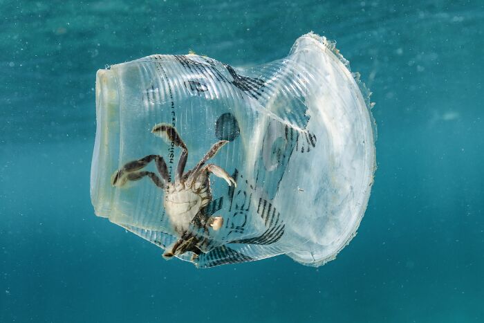 A small crab trapped inside a floating plastic cup in the ocean, showcasing Npoty wildlife imagery.