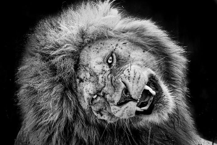 Black and white close-up portrait of a wild male lion tilting its head, featured in Npoty.