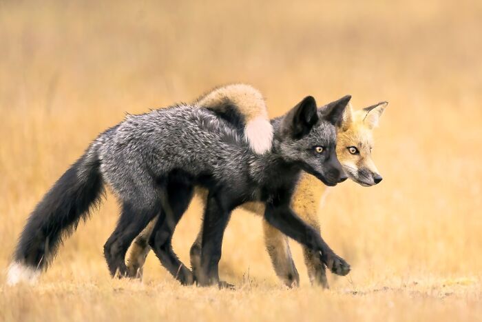 A black fox and a red fox walk side by side in a field, captured for NPOTY photo contest