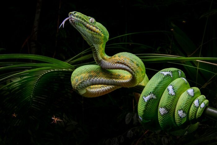 A vibrant green snake coiled on a branch flicking its tongue, an image from Npoty.