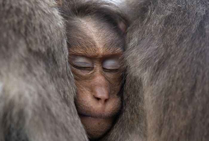 NPOTY macro photo of a young monkey sleeping peacefully snuggled between two adults.