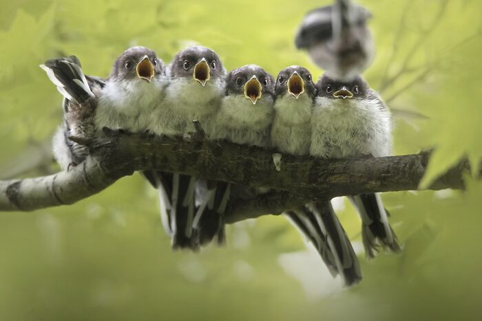 Row of small fledglings perched on a tree branch with open beaks, an entry in Npoty.
