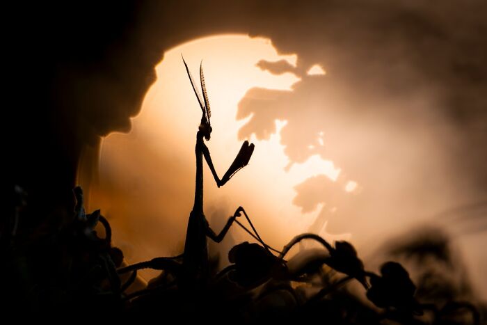 Silhouette of a praying mantis against a glowing warm background, an entry in Npoty.