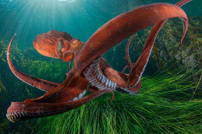 Giant red octopus extending its tentacles in kelp forest underwater, Npoty entry
