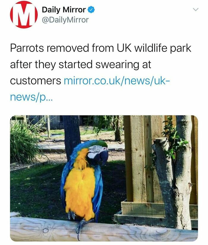 A blue and yellow parrot on a wooden perch, featured in unhinged news headlines.