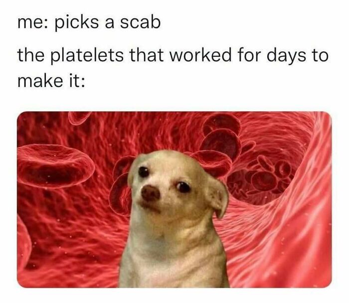 Concerned dog scab picking biology meme to send to friends