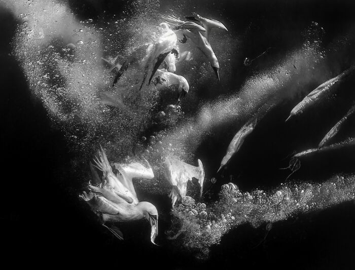 Underwater shot of gannets diving into water at Siena International Photo Awards