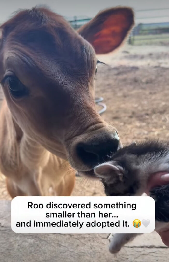 “I Could Binge This For 5 Seasons Straight”: Heartwarming Friendship Between A Kitten And A Calf Is Going Viral “I Could Binge This For 5 Seasons Straight”: Heartwarming Friendship Between A Kitten And A Calf Is Going Viral