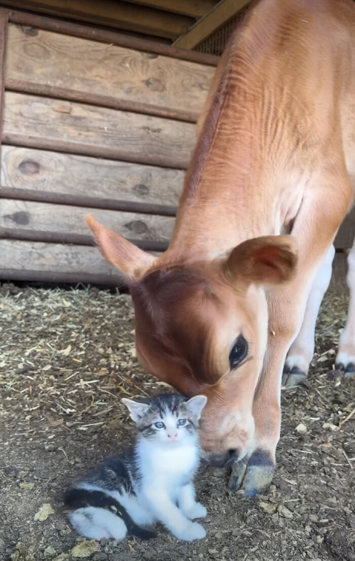 “I Could Binge This For 5 Seasons Straight”: Heartwarming Friendship Between A Kitten And A Calf Is Going Viral “I Could Binge This For 5 Seasons Straight”: Heartwarming Friendship Between A Kitten And A Calf Is Going Viral