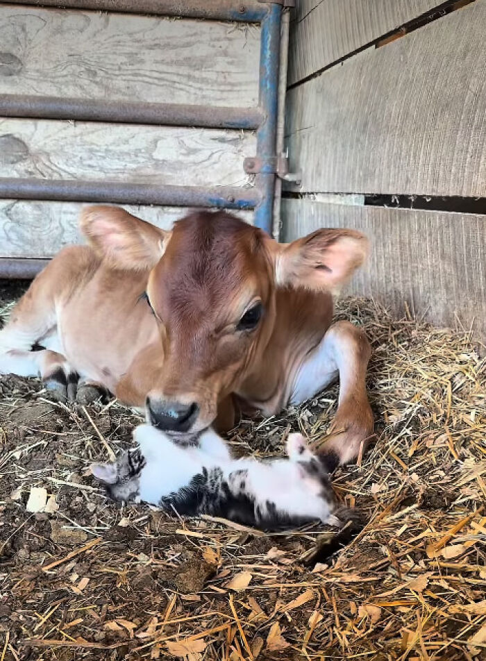 “I Could Binge This For 5 Seasons Straight”: Heartwarming Friendship Between A Kitten And A Calf Is Going Viral “I Could Binge This For 5 Seasons Straight”: Heartwarming Friendship Between A Kitten And A Calf Is Going Viral