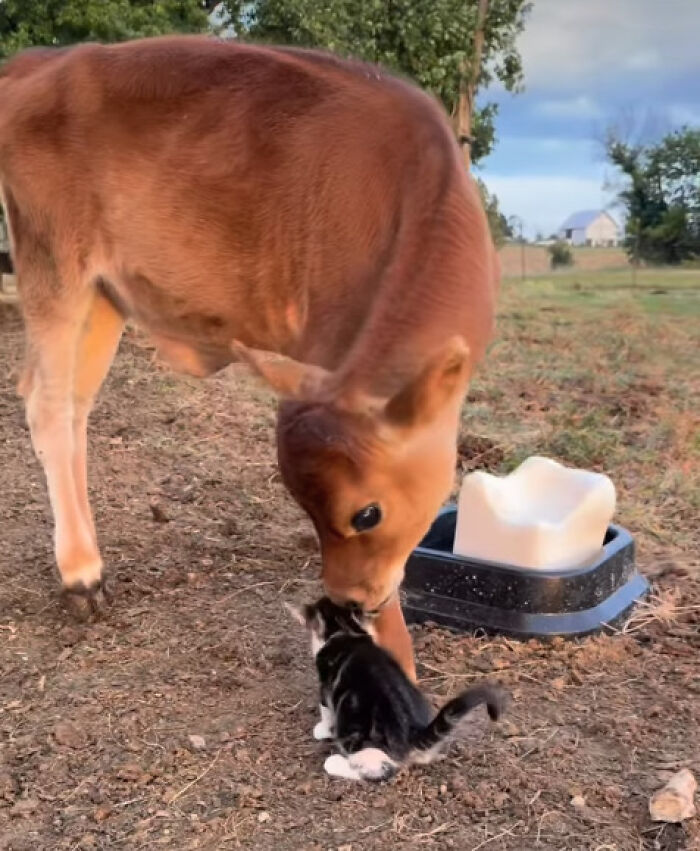 “I Could Binge This For 5 Seasons Straight”: Heartwarming Friendship Between A Kitten And A Calf Is Going Viral “I Could Binge This For 5 Seasons Straight”: Heartwarming Friendship Between A Kitten And A Calf Is Going Viral