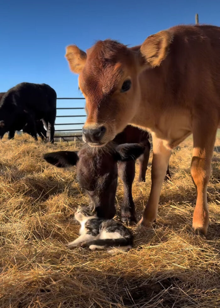“I Could Binge This For 5 Seasons Straight”: Heartwarming Friendship Between A Kitten And A Calf Is Going Viral “I Could Binge This For 5 Seasons Straight”: Heartwarming Friendship Between A Kitten And A Calf Is Going Viral