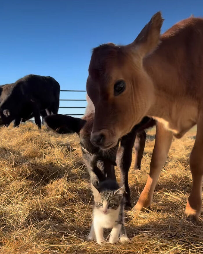 “I Could Binge This For 5 Seasons Straight”: Heartwarming Friendship Between A Kitten And A Calf Is Going Viral “I Could Binge This For 5 Seasons Straight”: Heartwarming Friendship Between A Kitten And A Calf Is Going Viral