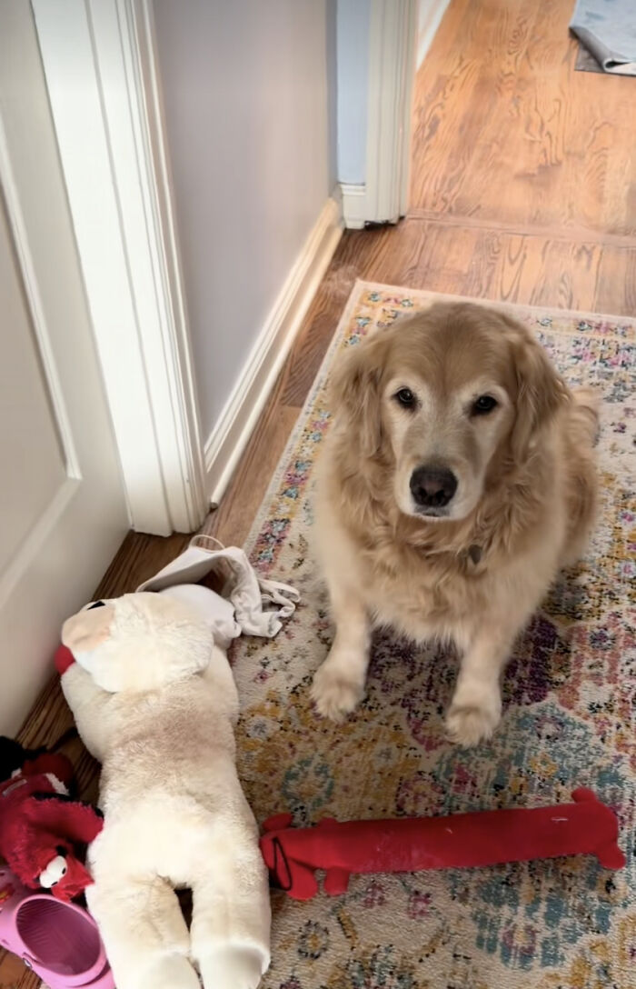 Meet Golden Retriever Who Brings 'Gifts' To Comfort Crying Foster Puppies Meet Golden Retriever Who Brings 'Gifts' To Comfort Crying Foster Puppies
