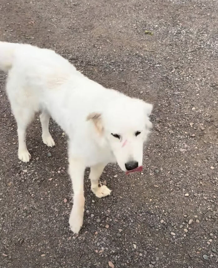 Dog Goes Viral After Owner Reveals The Enormous Underground Home She Dug All By Herself