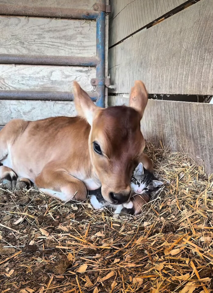 “I Could Binge This For 5 Seasons Straight”: Heartwarming Friendship Between A Kitten And A Calf Is Going Viral “I Could Binge This For 5 Seasons Straight”: Heartwarming Friendship Between A Kitten And A Calf Is Going Viral