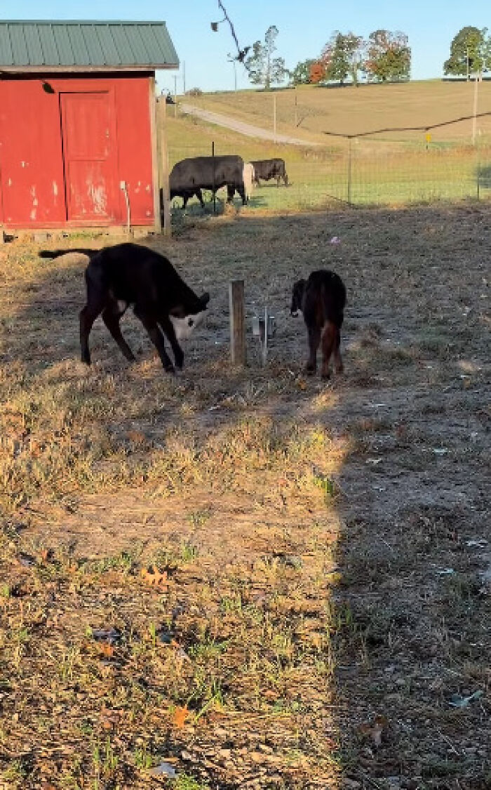 Blind Calf Born With Buckled Legs Finds A Loving Home, And His Progress Is Touching Thousands