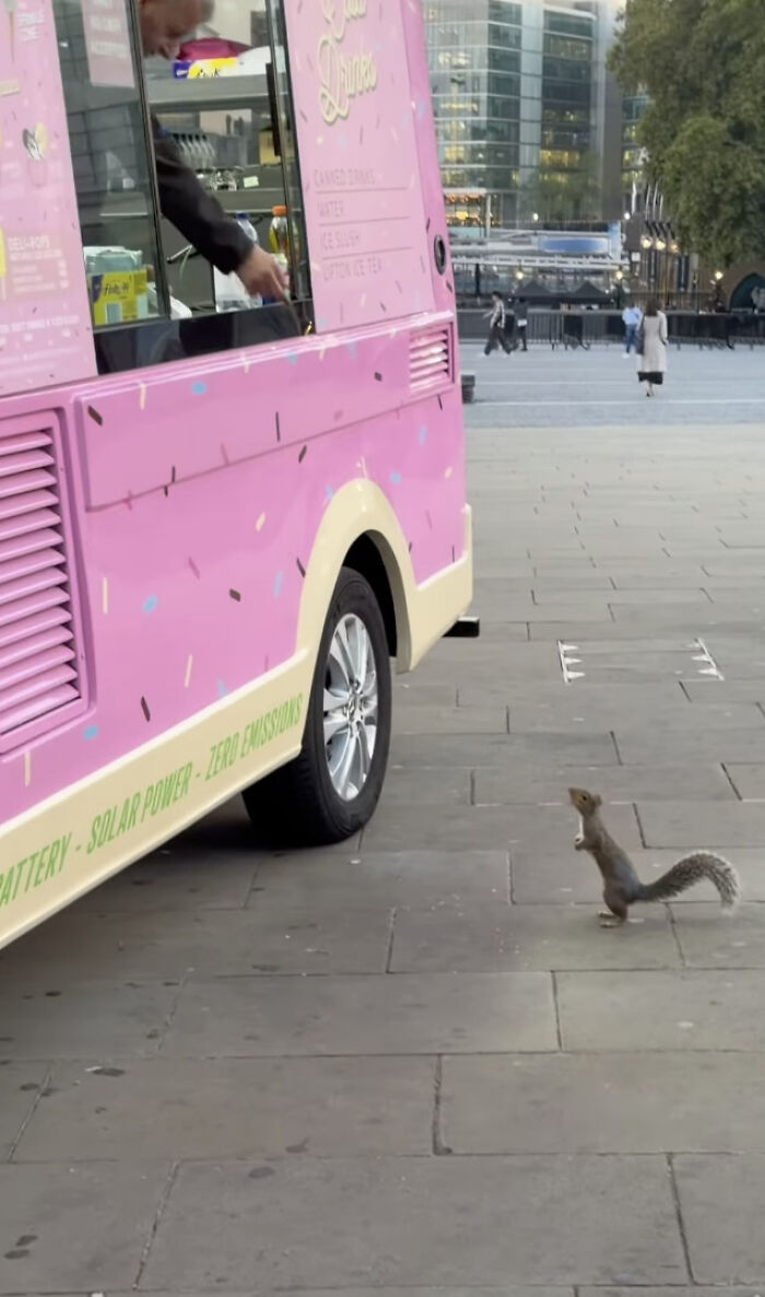 London Ice Cream Van Owner Forms Unlikely Friendship With Local Tower Bridge Squirrel