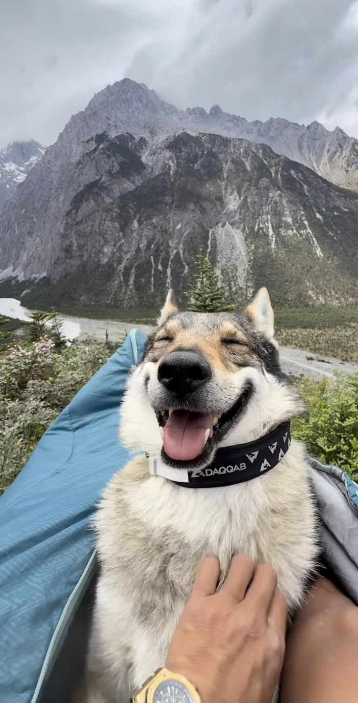 The Wild Adventures Of Zheng And His Wolf Dog Fres Are Winning Hearts Online The Wild Adventures Of Zheng And His Wolf Dog Fres Are Winning Hearts Online